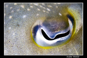 Cuttle Eye... Nikon D200 with 60mm Nikkor Lens in a Sea a... by Andre Yanco 